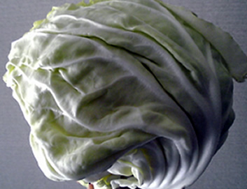 キャベツ