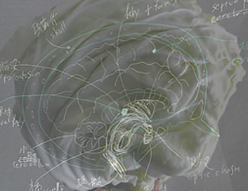 人体アート模型